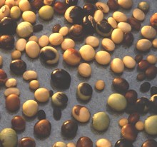 sojagraines